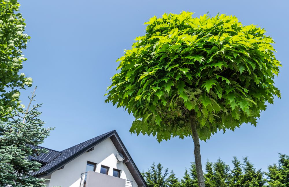 Tree with lush green foliage near a residential roof, illustrating potential risks of tree damage to roofs in Simi Valley.